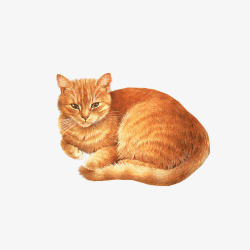 橙色猫咪趴着素材