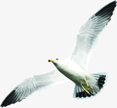 海鸥海鸟飞翔素材
