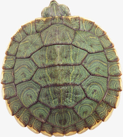 绿色斑纹的海龟素材