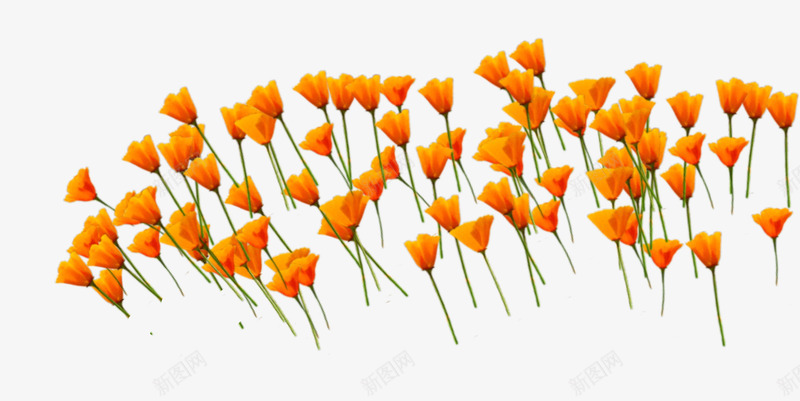 橙色花朵花海psd免抠素材_88icon https://88icon.com 橙色的花朵 花朵群