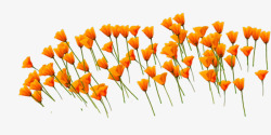 橙色花朵花海素材