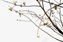 摄影创意白色的梨花树木素材