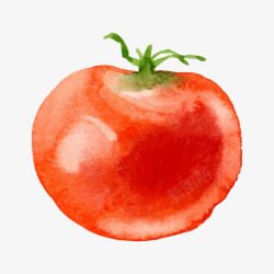 矢量彩绘西红柿彩绘水彩高清图片