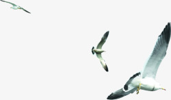 摄影在海边森林飞翔的海鸥素材