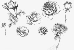 各种形态素描玫瑰素材