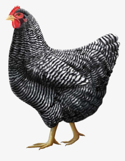 黑纹动物鸡CHICKEN黑纹鸡高清图片