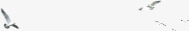 海边飞翔的海鸥效果png免抠素材_88icon https://88icon.com 效果 海边 海鸥 飞翔
