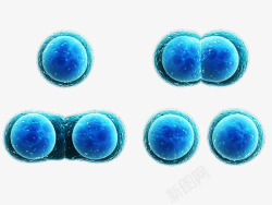 新真核细胞蓝色卵膜立体插画高清图片
