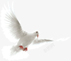 白色和平鸽展翅飞翔素材