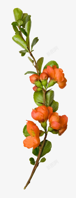 绽放的橙色花朵素材
