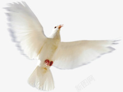 摄影白色飞翔的鸽子造型素材