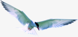 摄影效果在海边飞翔的海鸥素材