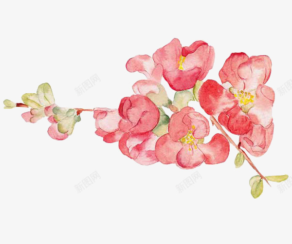 粉红色桃花彩绘png免抠素材_88icon https://88icon.com 桃花 粉色 粉色植物 绘画 花朵 草本植物