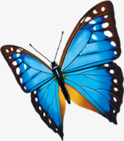 蓝色蝴蝶飞翔动物素材