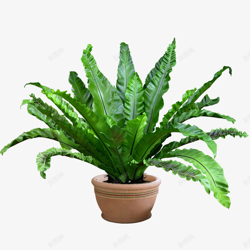 卷叶盆栽植物png免抠素材_88icon https://88icon.com 产品实物 叶子 园艺 景观植物 树木 栽种 植物 盆栽 绿色 长卷