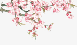 盛开桃树水彩绘桃花盛开桃树高清图片