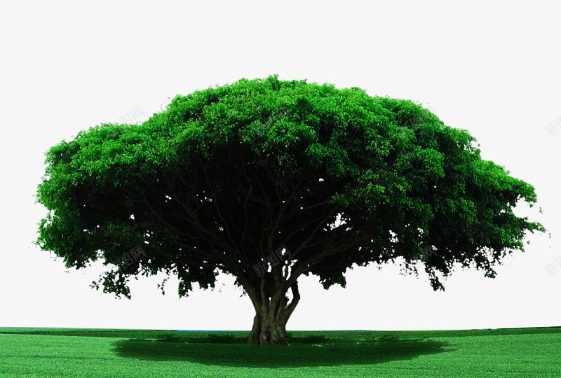 大草原里的桉树png免抠素材_88icon https://88icon.com 大树 树木 桉树 植物 绿色 草原 草地