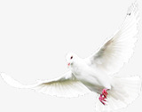 白色飞翔和平鸽子素材