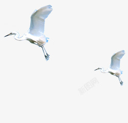 创意摄影在空中飞翔的海鸥素材