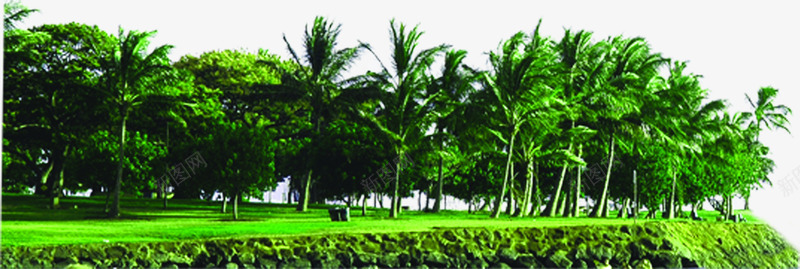 植物树木海边椰子树png免抠素材_88icon https://88icon.com 树木 植物 椰子树 海边