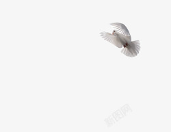 自由的和平鸽飞翔的白鸽高清图片