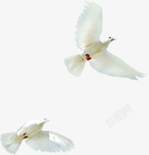 白色和平鸽飞翔在空中素材