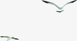 白色海鸥展翅飞翔素材