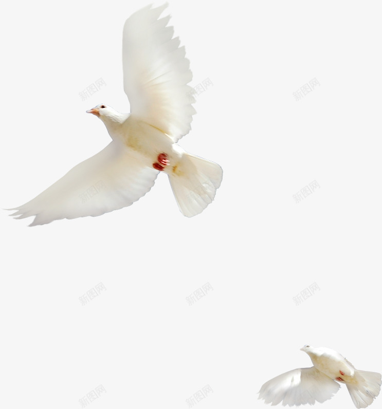 飞翔的白鸽和平鸽子png免抠素材_88icon https://88icon.com 和平 白鸽 飞翔 鸽子