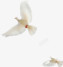 飞翔的白鸽和平鸽子素材