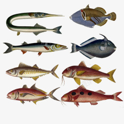 手绘插画各种鱼素材