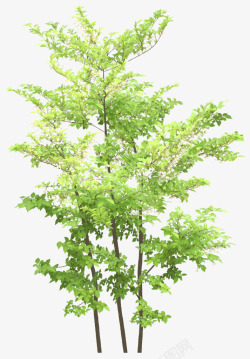 浅绿色叶子树木素材