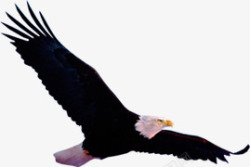 黑色老鹰手绘飞翔素材