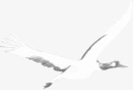 白色飞翔的仙鹤装饰素材