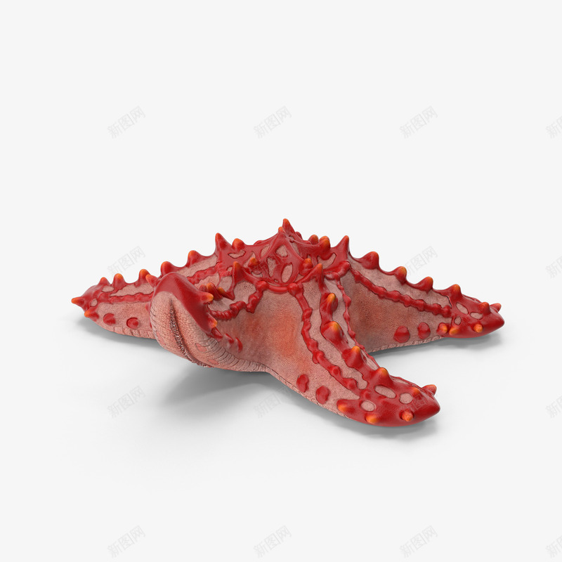 抬起一角的海星png免抠素材_88icon https://88icon.com 海星 海洋生物 热带海星 甲壳纲动物 红色的海星 表面崎岖不平 软体动物