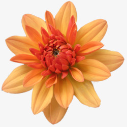 手绘鲜花花朵橙色唯美花朵素材