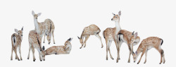 各种姿态的长颈鹿素材