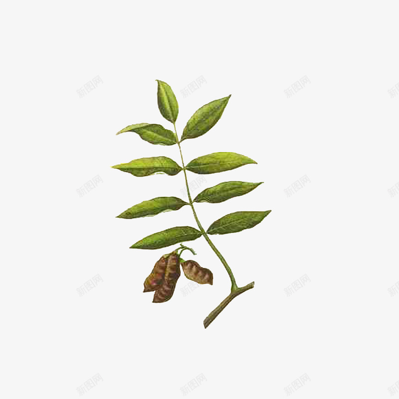 草药花榈木png免抠素材_88icon https://88icon.com 彩绘插图 手绘中药材 植物 绿色 草药花榈木