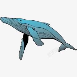 卡通一只蓝色的座头鲸插画生物免素材