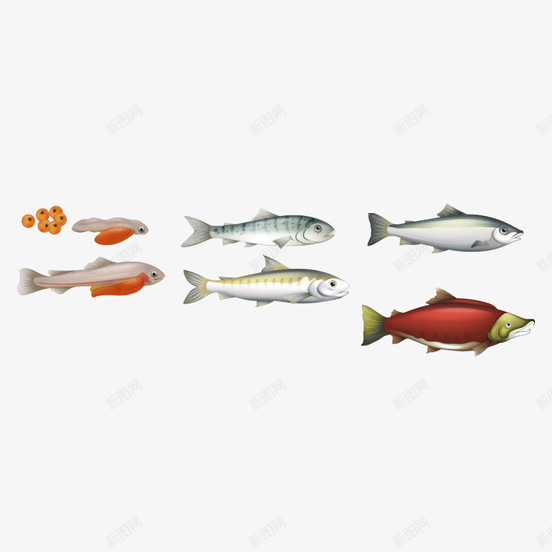海洋鱼类插画png免抠素材_88icon https://88icon.com 卡通鱼 水中生物 海洋生物 海洋鱼 海鱼 矢量鱼 鱼 鱼儿