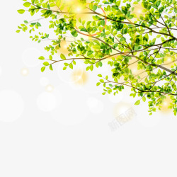 春季树木与阳光素材