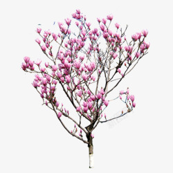 园林假山树木花草素材