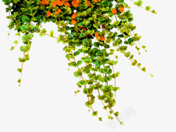绿色简约树藤花朵装饰图案素材