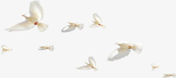 摄影飞翔白色的海鸥在海边素材