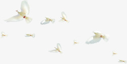 白色飞翔白鸽公益素材