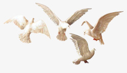白色飞翔鸽子禽类素材