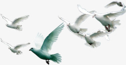 活动海报白色飞翔和平鸽素材