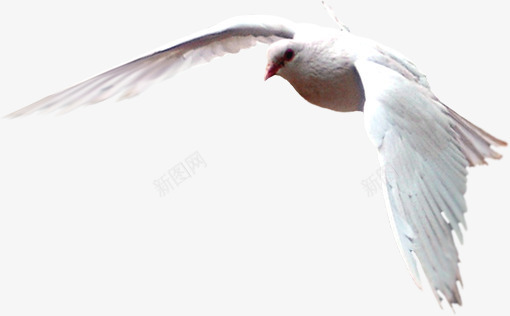 摄影海边白色的海鸥飞翔png免抠素材_88icon https://88icon.com 摄影 海边 海鸥 白色 飞翔