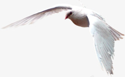 摄影海边白色的海鸥飞翔素材