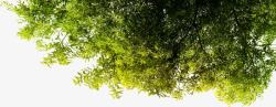 树木绿荫装饰元素素材