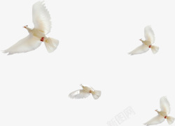 清新白色白鸽美景飞翔素材